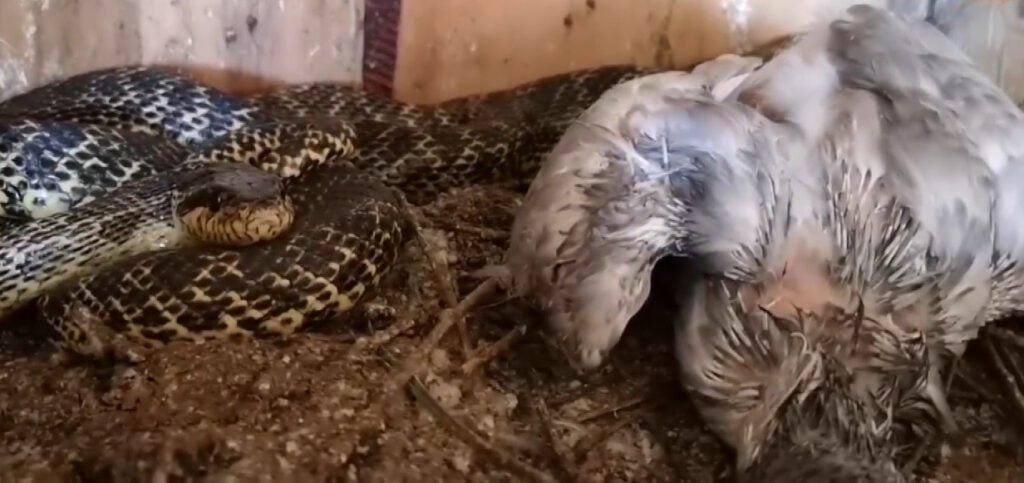 Güvercinleri boğan yılanı böyle yakaladı