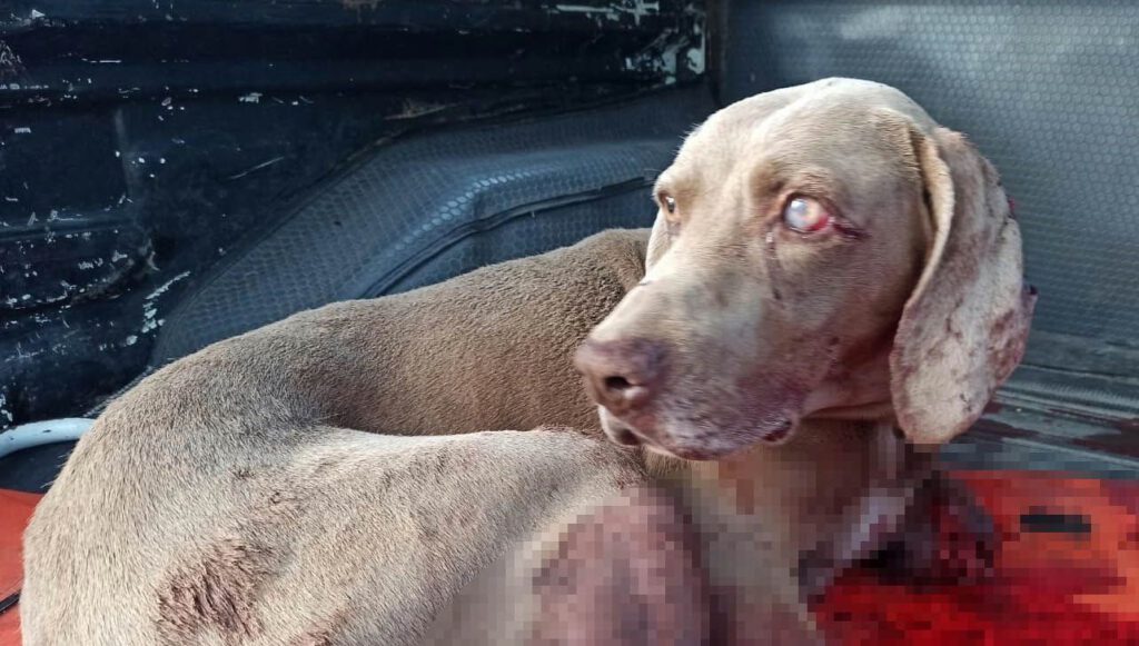 Güvercinlerine saldıran köpeğini öldürdü