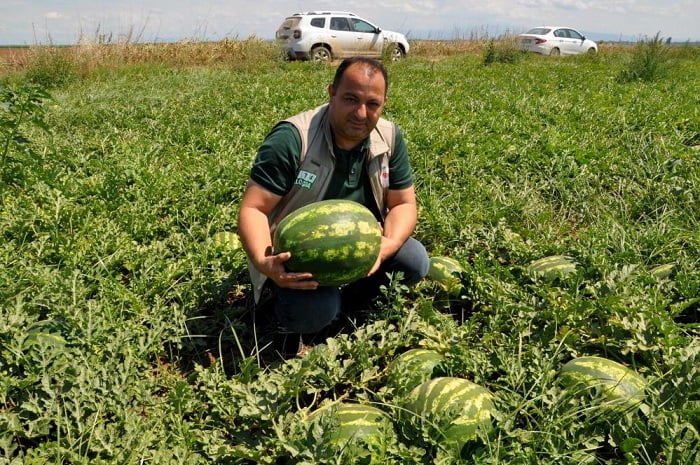 Karacabey’de karpuz hasadı başlıyor