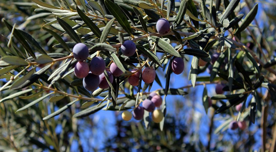 İznik’de 10240 m2 zeytinlik satılıktır