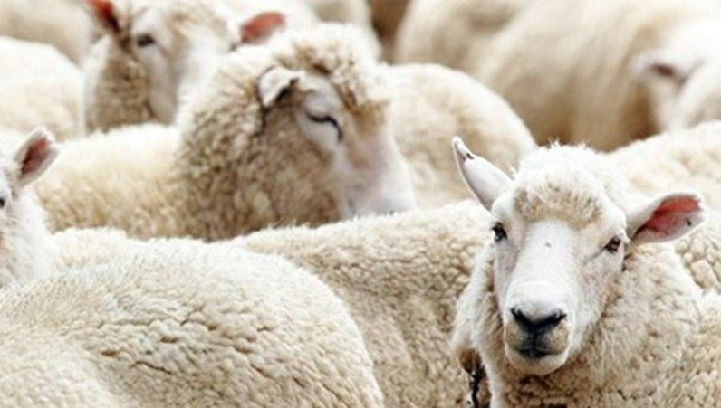 İçişleri’nden İBB’ye kurban kampanyası izni