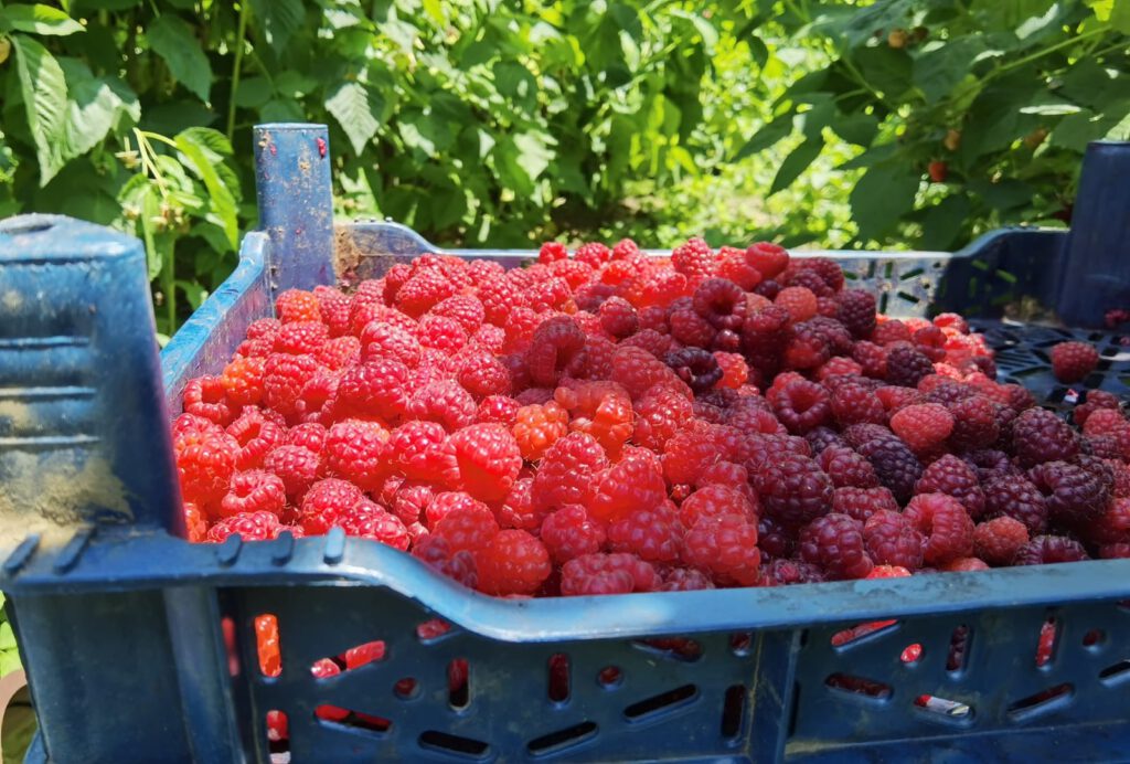 İnegöl’de, ahududu yüzleri̇ güldürdü