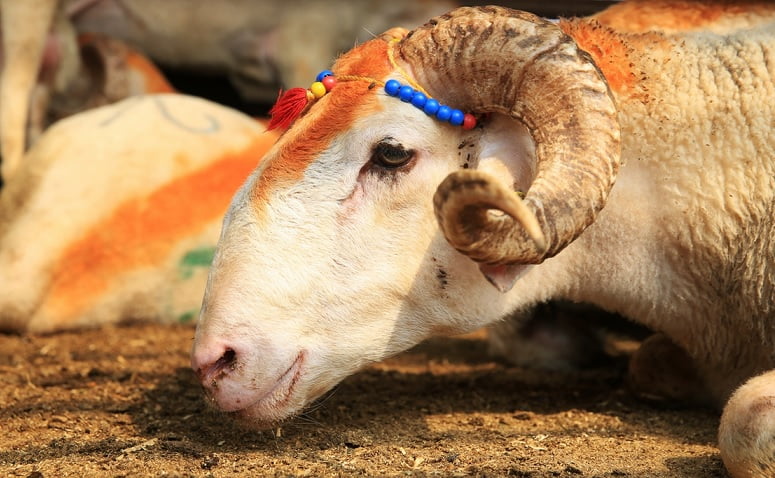 Nilüfer’de kurban kesim yerleri belirlendi