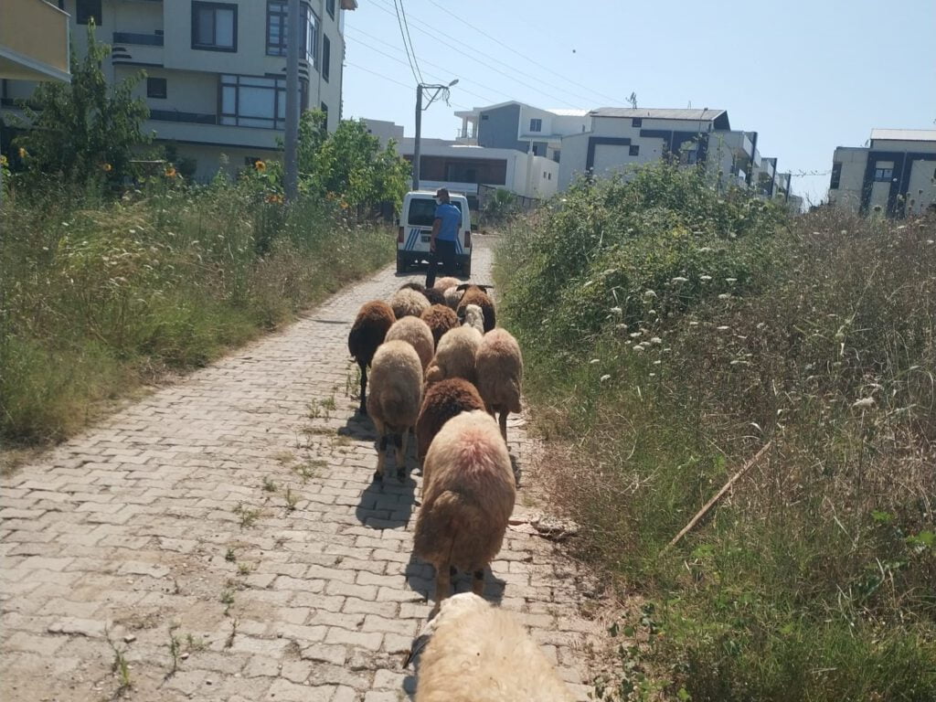 Koyunları kayboldu, yardımına Gemlik zabıtası koştu