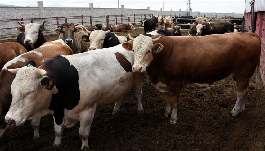 Kurbanlık fiyatlarını açıklandı