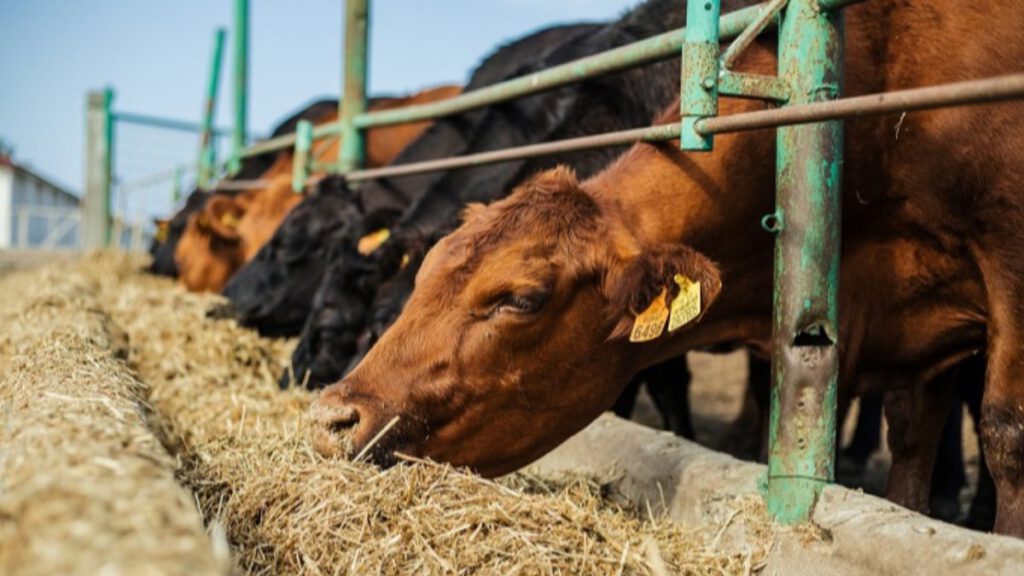 Kurbanlık küpe sorgulama nasıl yapılır?