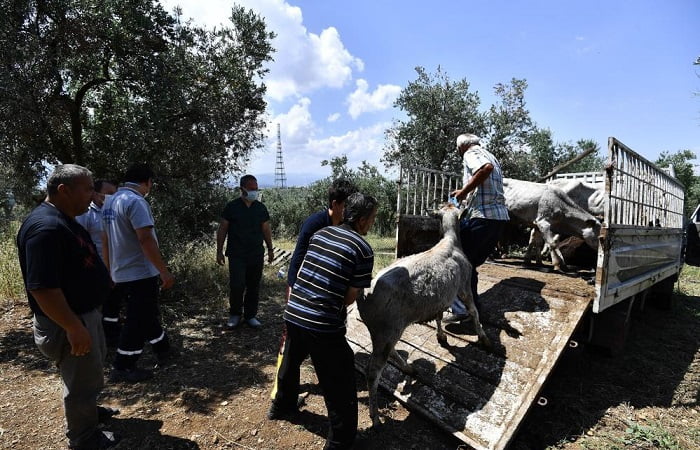 Boğalar, yakalama timinden kaçamadı