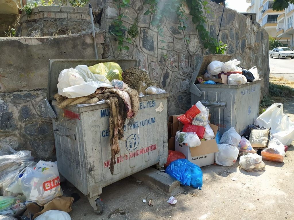 Uyarılar dikkate alınmadı, karasinek çoğaldı