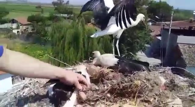 Yavru leyleği itfaiye ekipleri kurtardı