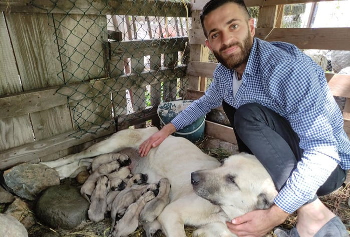 Köpeği ‘servet’ doğurdu!