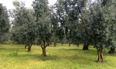 İznik’te 2325 m2 zeytinlik satılıktır