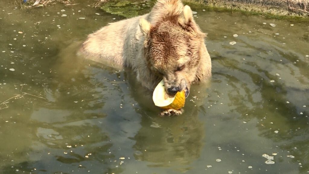 Zoopark saki̇nleri̇ne buzlu meyve kokteyli̇