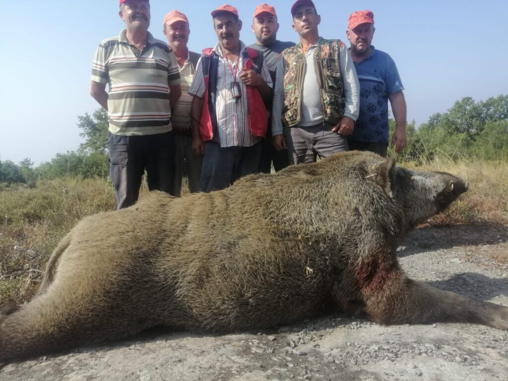 400 kiloluk domuz vurdular