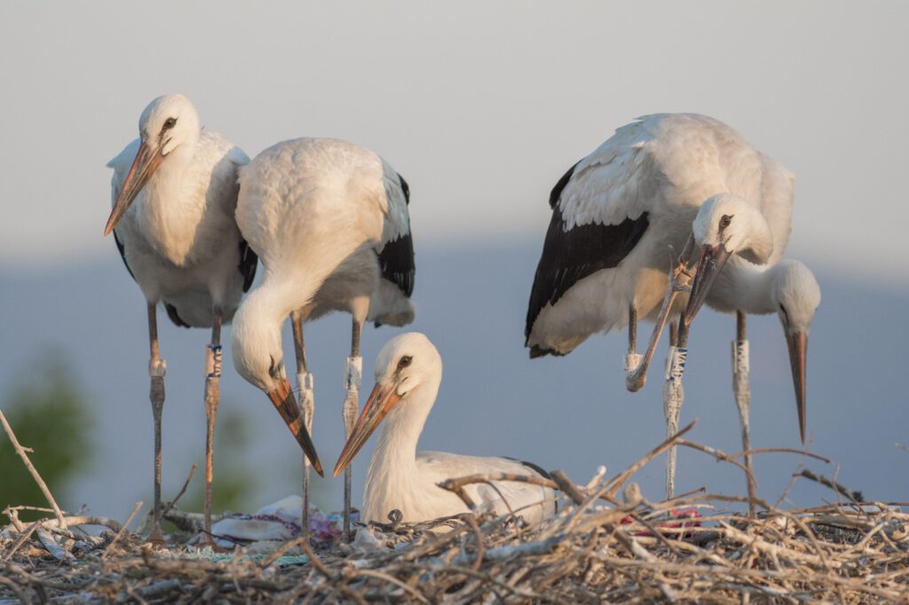 5 günde 190 km yol kat etti!