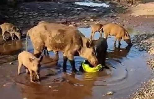 Aç kalan domuzlar sahile indi