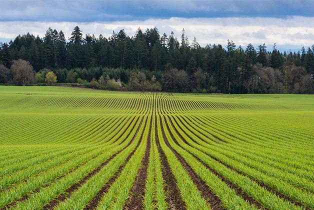 Çanakkale’de 10.524 m² tarla icradan satılıktır