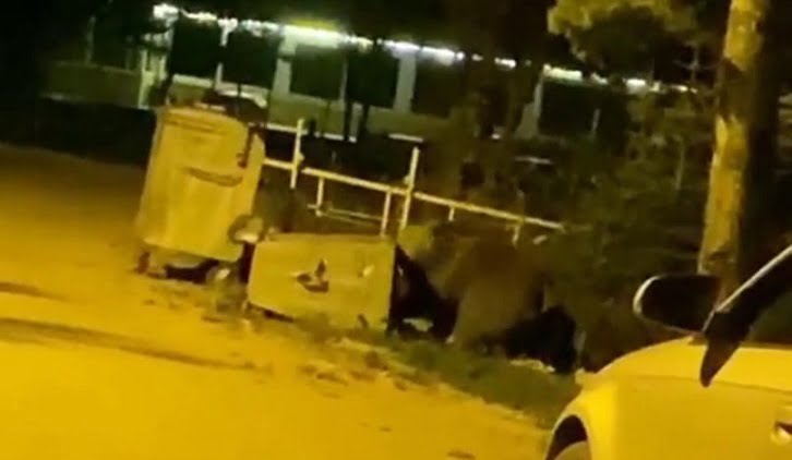 Uludağ’da aç kalan ayılar kamp alanına indi