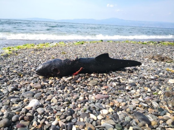 Birer birer karaya vuruyorlar..