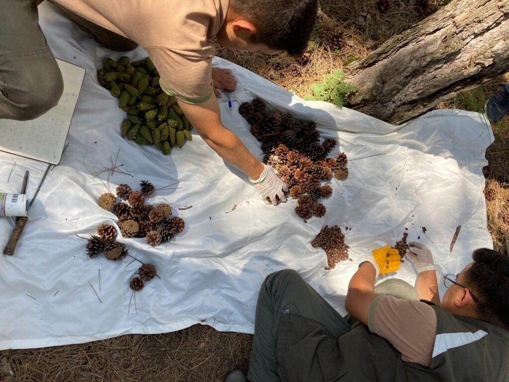 Bursa ormanlarında zengin tohum yılı