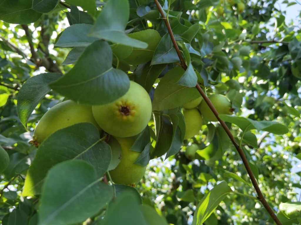 Bursa’da fiyatlar çiftçiyi mutlu etti