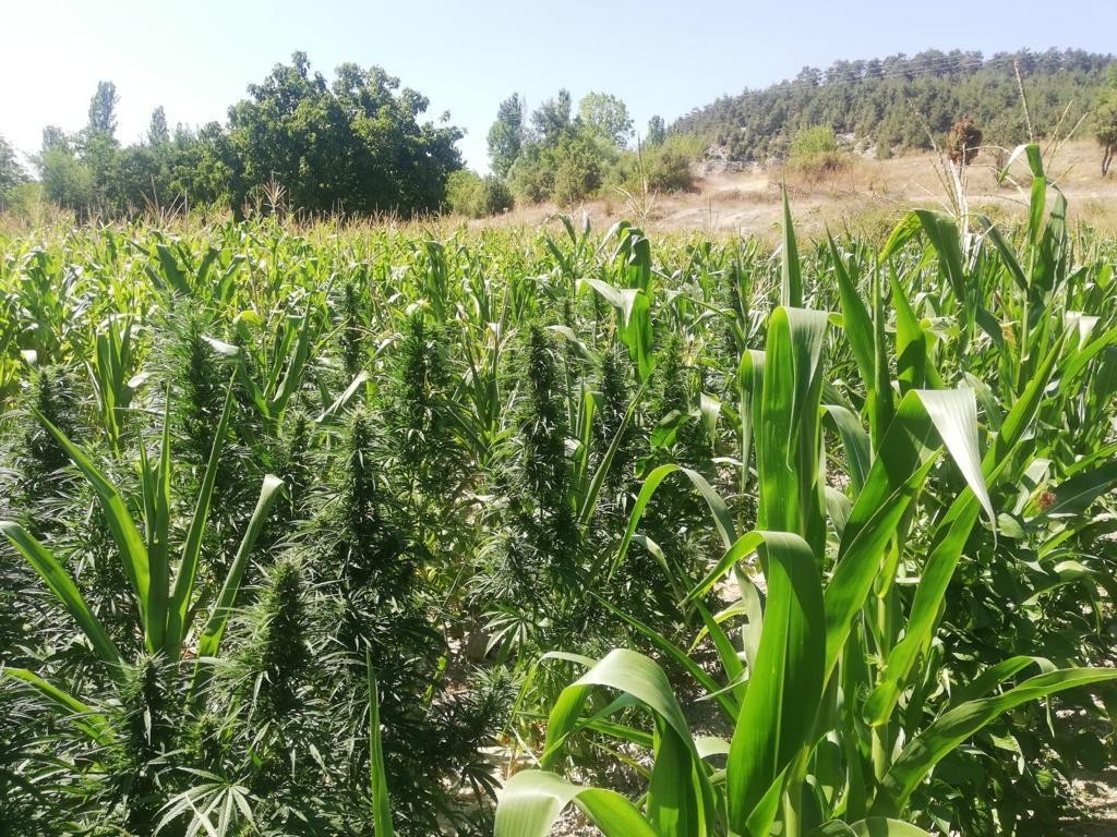 Bursa’da uyuşturucu tarlasına baskın