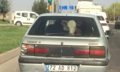 Buzağıyı arka koltukta taşıdı!