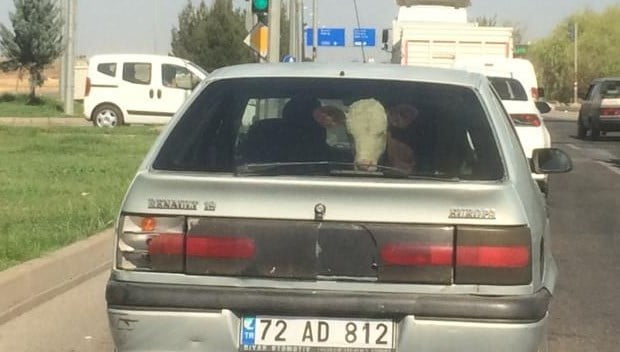 Buzağıyı arka koltukta taşıdı!