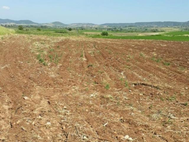 Gaziantep Şehitkamil’de 23.365 m² kuru tarım arazi hissesi icradan satılıktır