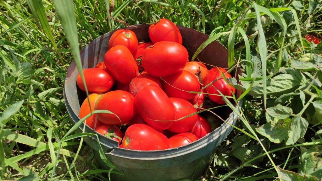 Domates sadece tarlada ucuz!