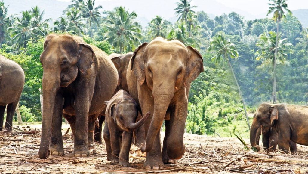 Filler, 4 saatten fazla çalışmayacak