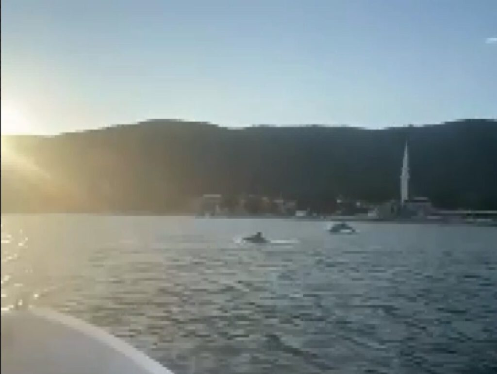 Gemlik körfezini yunuslar bastı!