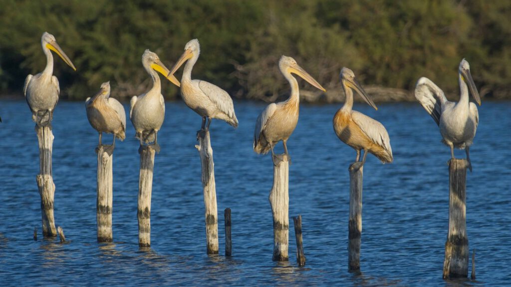 Göçmen kuşların sonbahar telaşı