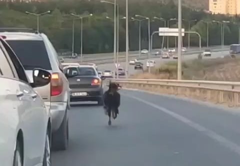 Keçi, trafiği alt üst etti!