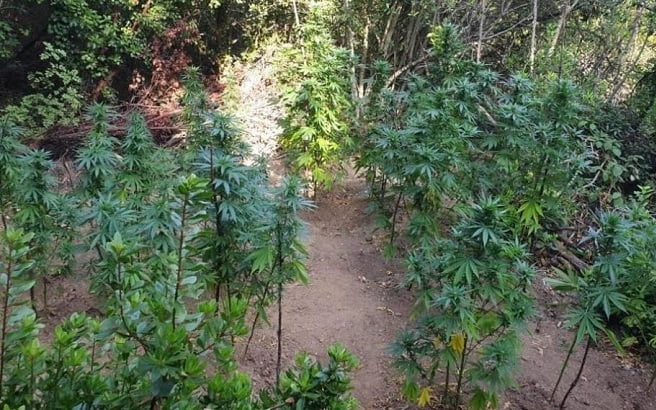 Bursa’da kenevir operasyonu