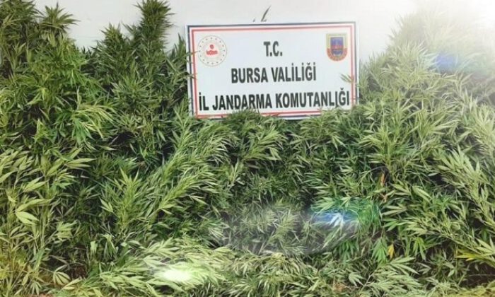 48 kök kenevir ele geçirildi
