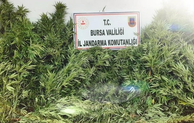 48 kök kenevir ele geçirildi