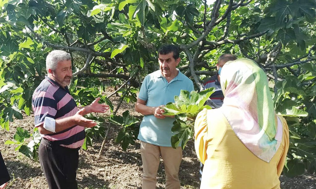 Kuruyup dökülen kara incir için araştırma