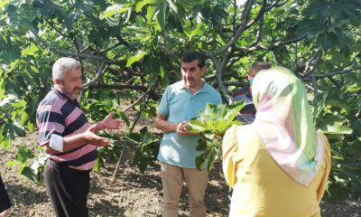 Kuruyup dökülen kara incir için araştırma