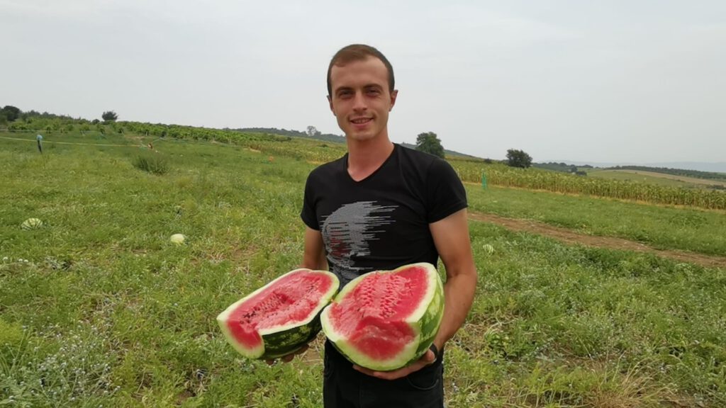 Organik karpuzlara büyük talep