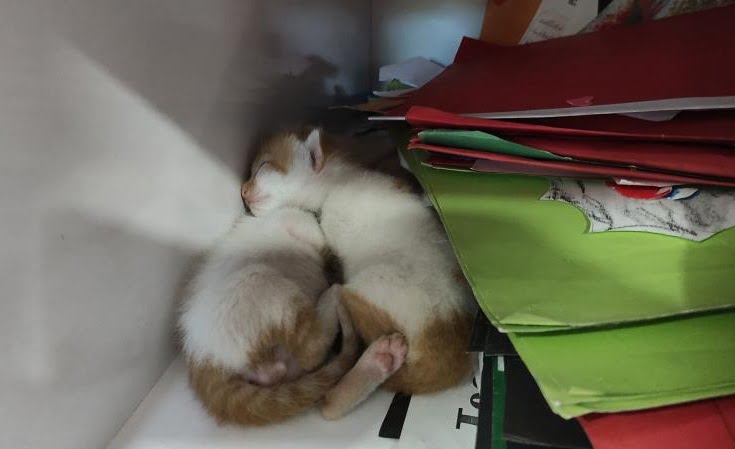 Dolabı açınca şaşkına döndüler!