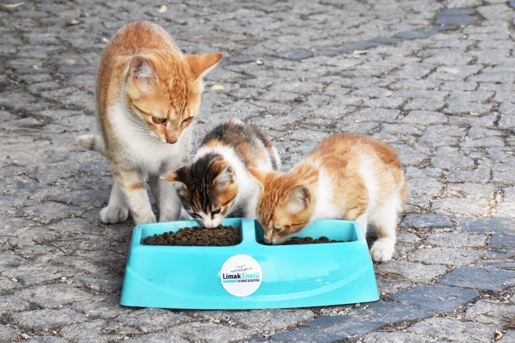 Sıcaklarda sokak hayvanları unutulmadı