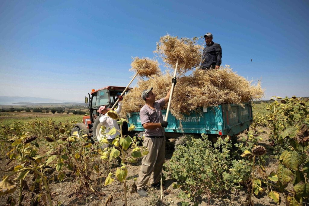 Yerli tohumdan doğal nohut hasat edildi