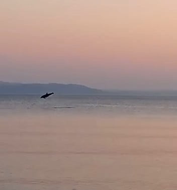 Yunusların yaptığı geçiş izleyenleri mest etti