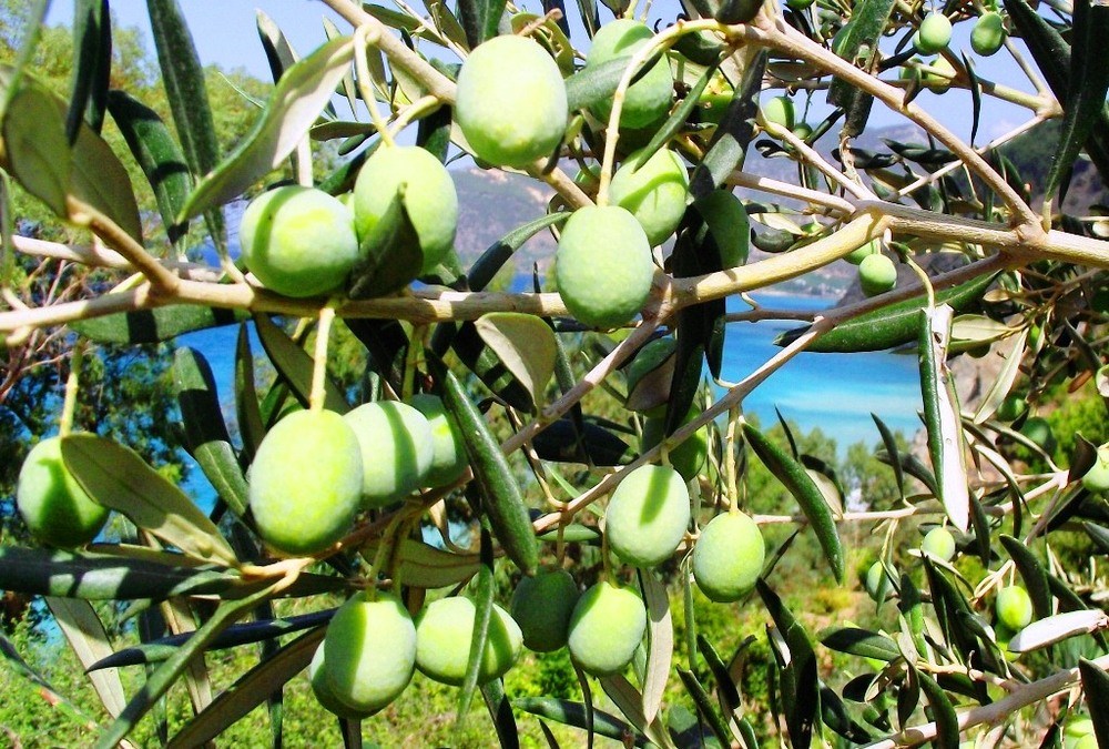 Gemlik’te 1756 m2 zeytinlik icradan satılıktır