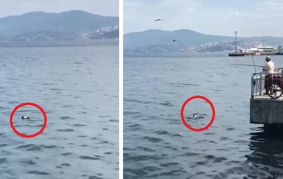 Oltaya balık yerine martı takıldı!