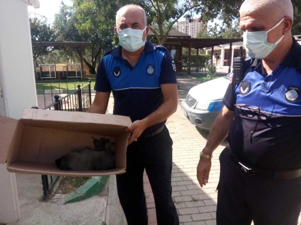 Araba çarpan köpek tedavi ediliyor