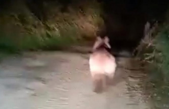 Ayıyı ormana böyle kovaladılar!