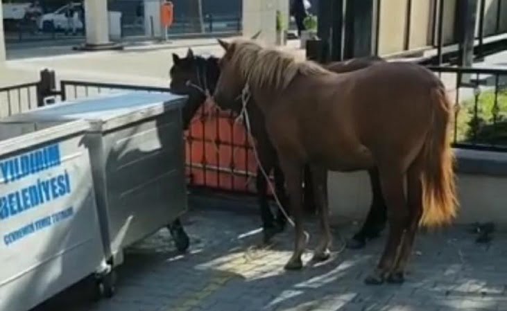 Yoldaki başıboş atlar yakalandı