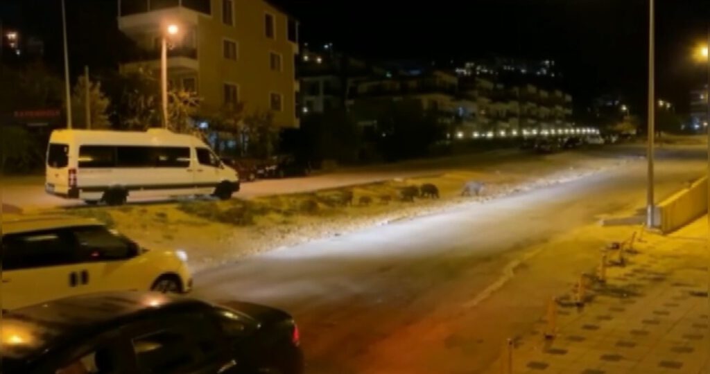 Aç kalan domuzlar şehre indi