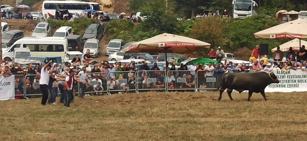 Bursa’da boğa güreşleri, arenaları aratmadı